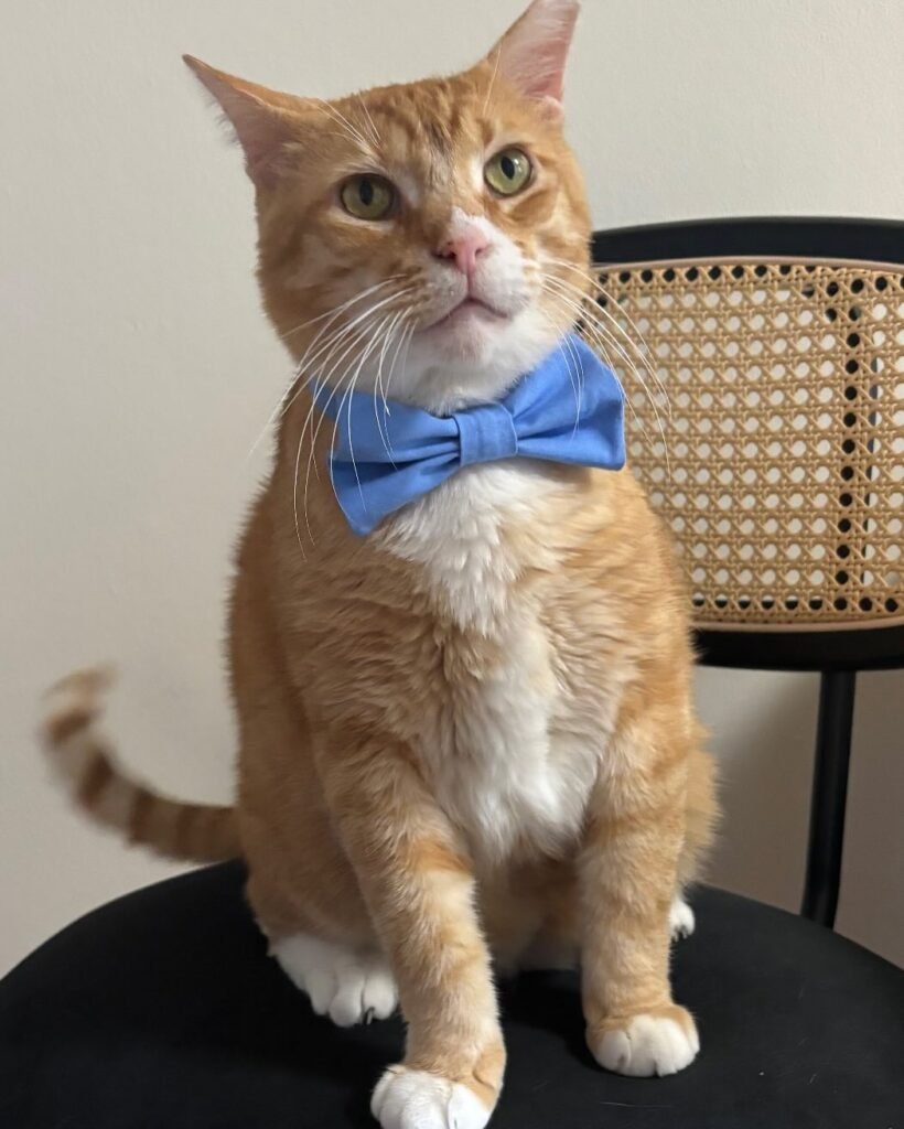 Orange cat wearing a blue bowtie