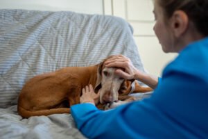 Caring female owner gently strokes resting Magyar Vizsla dog on sofa, offering comfort, support. Pet illness, nurturing attention, woman tenderness for weak dog at home, animal healthcare at home