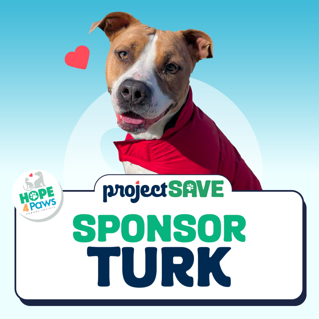A happy tan and white dog with a red cape is pictured against a blue background. Text reads "Sponsor Turk" and "Project Save" from Hope 4 Paws. A heart graphic is included.
