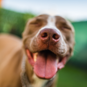 HOPE4Paws_team_hero005