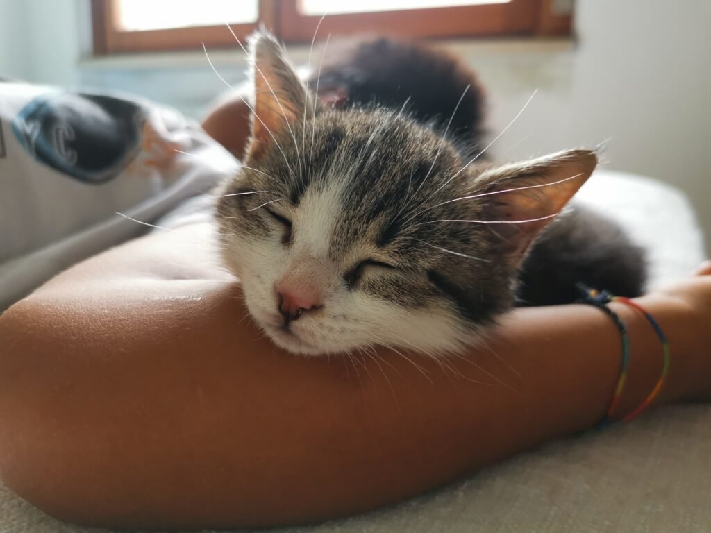 a-cute-photo-of-a-kitten sleeping next to its human