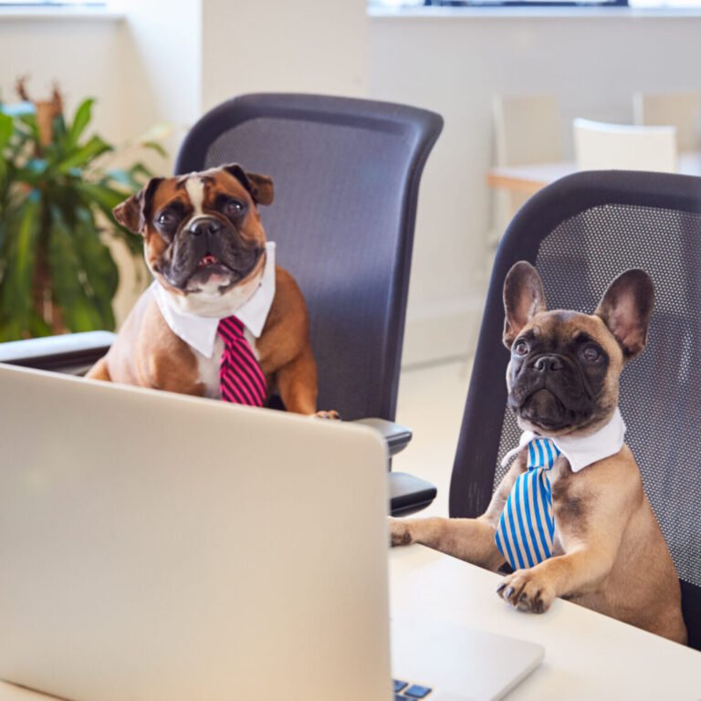 Two dogs dressed in business attire, wearing striped ties, sit in office chairs behind a laptop, playfully mimicking a professional office setting.