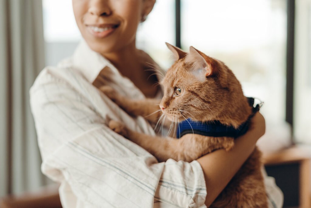Happy young African American woman gently cradles her ginger cat dressed in a harness at home