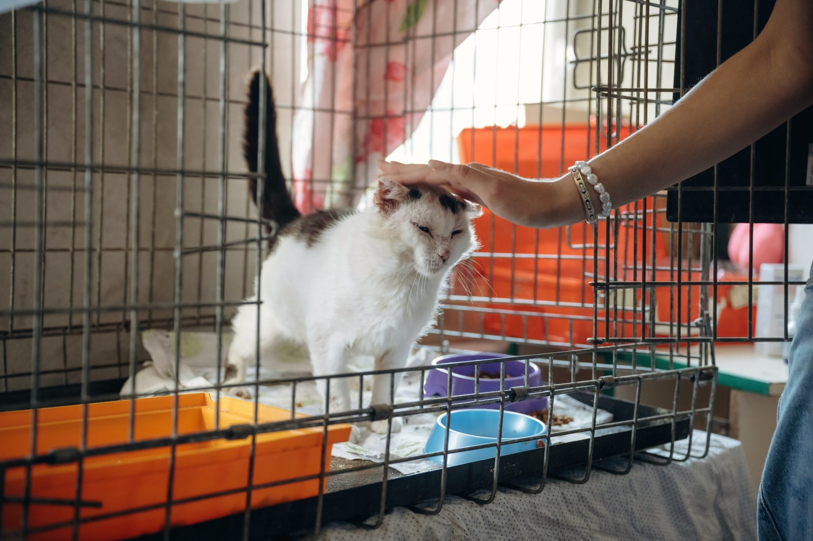 Woman's hand petting an animal. Tired sick cat is in the animal shelter, conception of healing, care