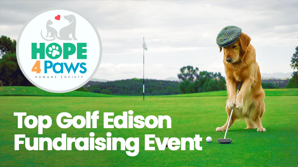 Top Golf Edison Fundraising Event
